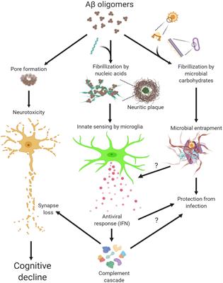 Antiviral Immune Response in Alzheimer’s Disease: Connecting the Dots